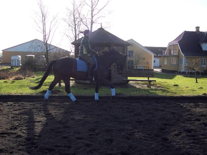 Trakehner Goldenas ( SOLGT)- R.I.P. - dressur på banen. febuar 09 billede 16