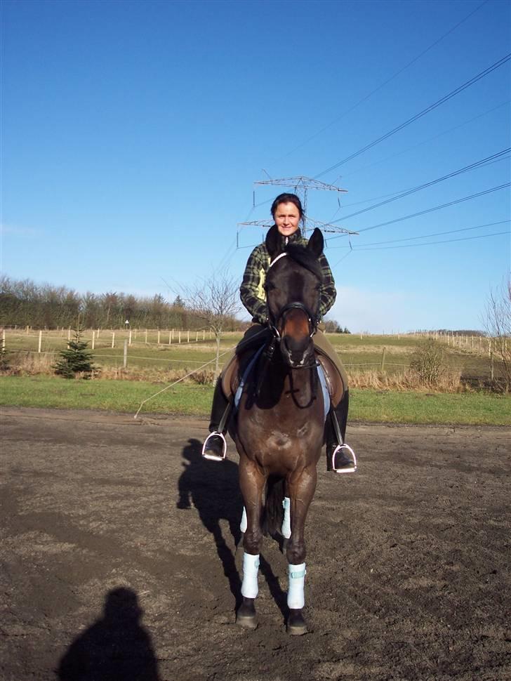 Trakehner Goldenas ( SOLGT)- R.I.P. - Goldenas på banen. Febuar 09 billede 17