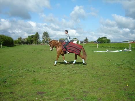 Fuldblod (XX) Dior - træning... billede 8