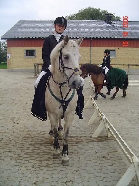 Anden særlig race IL TEMPO GIGANTE solgt billede 13