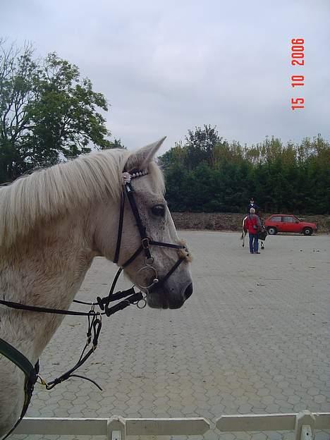 Anden særlig race IL TEMPO GIGANTE solgt billede 15