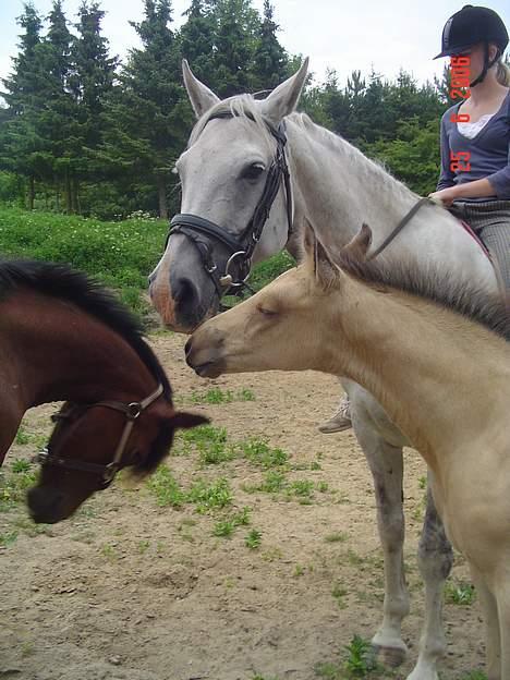 Anden særlig race Golden Star. billede 2