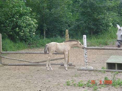Anden særlig race Golden Star. billede 3