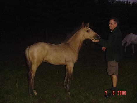 Anden særlig race Golden Star. billede 4