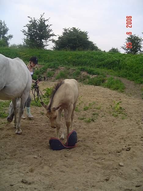 Anden særlig race Golden Star. billede 5
