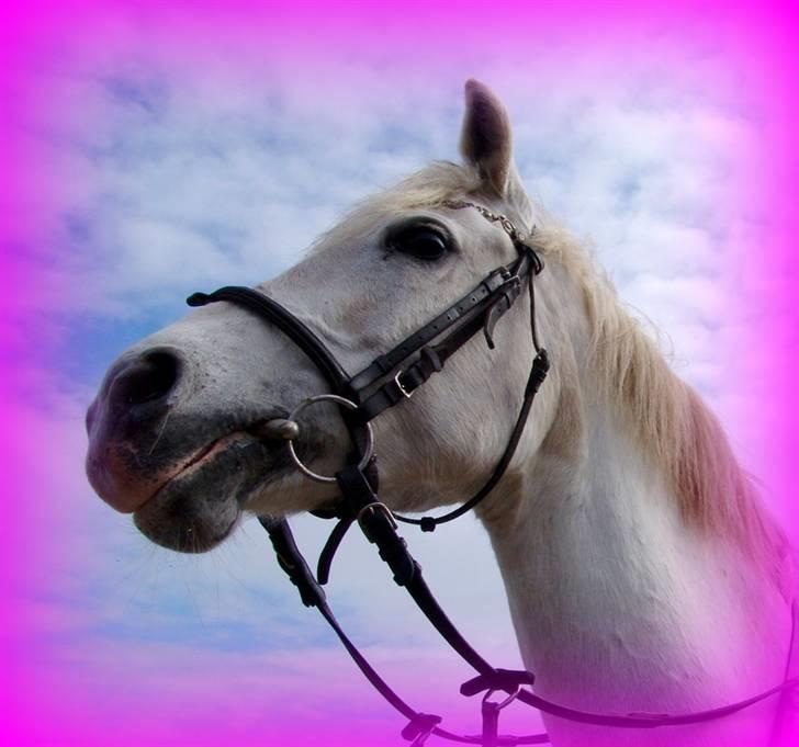 Anden særlig race Nitouche *R.I.P* :'( <3 - smukke pony. det bedste i verden. billede 9