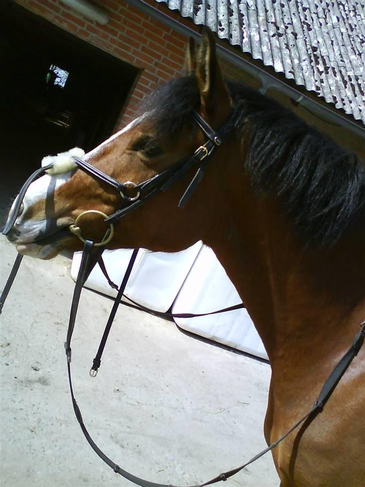 Anden særlig race Supér**SOLGT** - min skønne prins (: billede 1