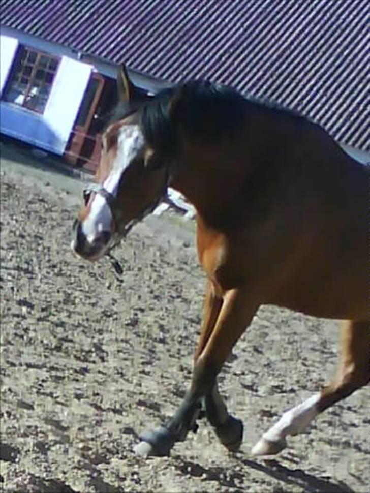 Anden særlig race Supér**SOLGT** - opvarmning til Sleipner . <3 .det klør i miin øje . :D billede 2