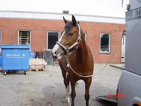 Anden særlig race Supér**SOLGT** - færdig med klassen . kigger . <3 venter på Balou . <3  billede 4