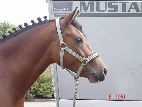 Anden særlig race Supér**SOLGT** - <33 . elsk på diq skat . :D  billede 5