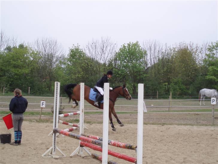 Anden særlig race Supér**SOLGT** - springer. d; juhuuu . ! billede 6