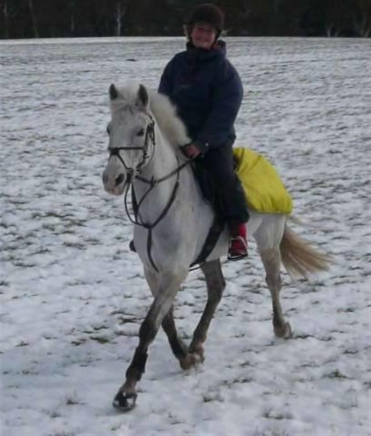 Anden særlig race Lucky Lady (solgt) - en dejlig tur i sneen med en glad pony.  billede 6