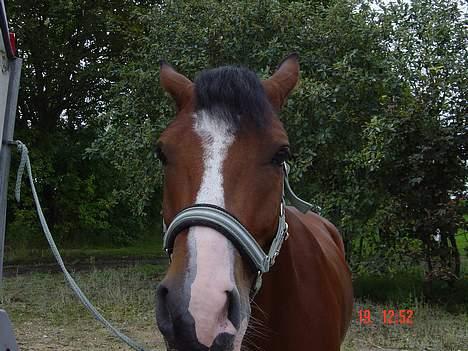 Anden særlig race Supér**SOLGT** - arrg . sur <3 .  billede 7