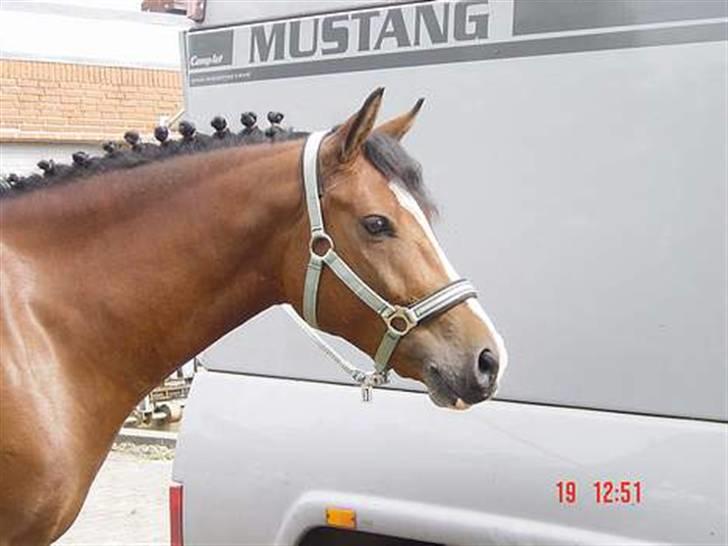 Anden særlig race Supér**SOLGT** - min elskede pony (: <3 billede 8