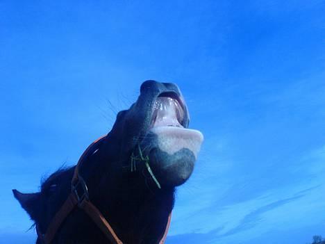 Anden særlig race Supér**SOLGT** - ihh, så glad <33  billede 10