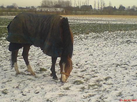 Anden særlig race Supér**SOLGT** - En dejlig vinter dag <33 . :´) billede 11