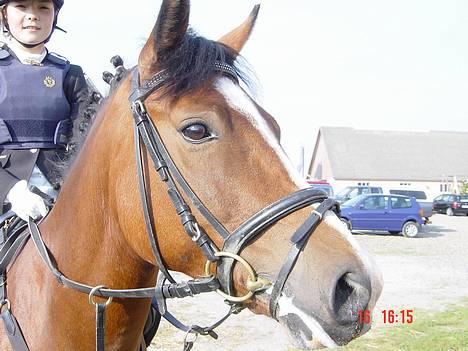 Anden særlig race Supér**SOLGT** - <333 . hva kigger du på ?  billede 12