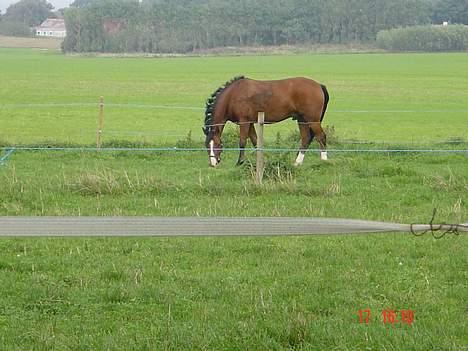 Anden særlig race Supér**SOLGT** - Sååe miin krølletop . 33 . billede 14