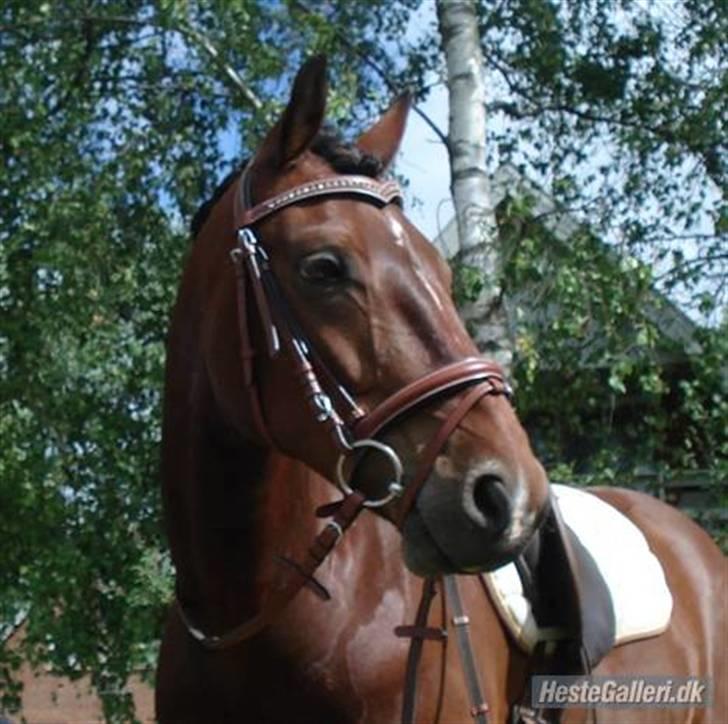 Connemara Torps Oliver  ( Solgt) - velkommen til mig og oliver profil billede 1