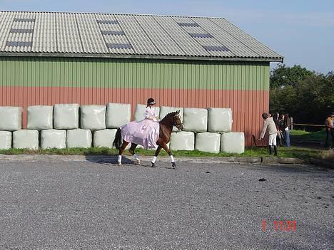 Anden særlig race Supér**SOLGT** - Kostyme klasse i rudemølle . <33 .  billede 15