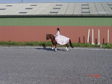 Anden særlig race Supér**SOLGT** - <333 ,  billede 18