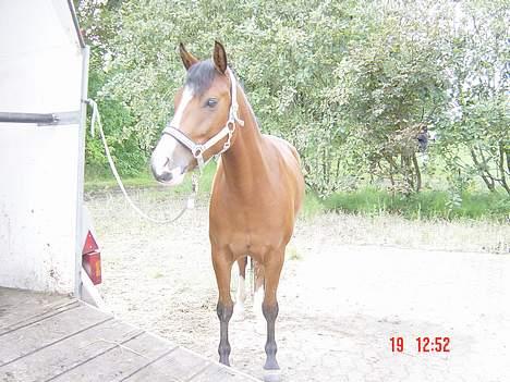 Anden særlig race Supér**SOLGT** - Lii en igen fra sleipner . <33 .  billede 19