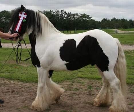 Irish Cob  Galloway of Cumro billede 9