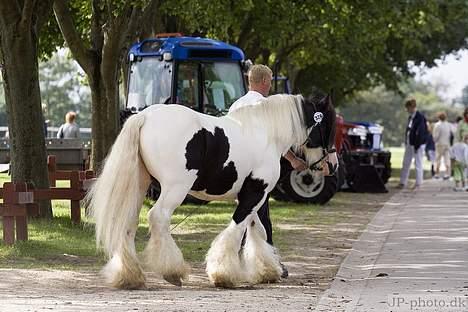 Irish Cob  Galloway of Cumro billede 10