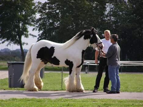 Irish Cob  Galloway of Cumro billede 11