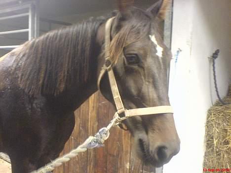 Anden særlig race Tamara  *SOLGT* billede 4