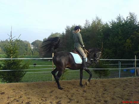 Anden særlig race Tamara  *SOLGT* - tamara rider lidt dressur billede 5