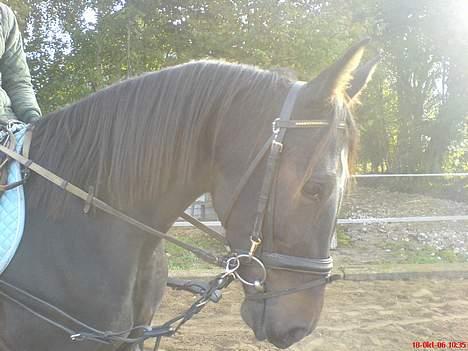 Anden særlig race Tamara  *SOLGT* - fine Tamara billede 6