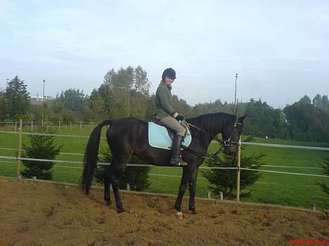 Anden særlig race Tamara  *SOLGT* - parade med numsen ind mod midten billede 8