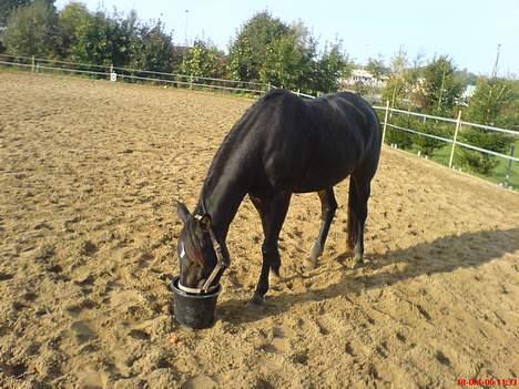 Anden særlig race Tamara  *SOLGT* - guffe guffe guffe billede 9