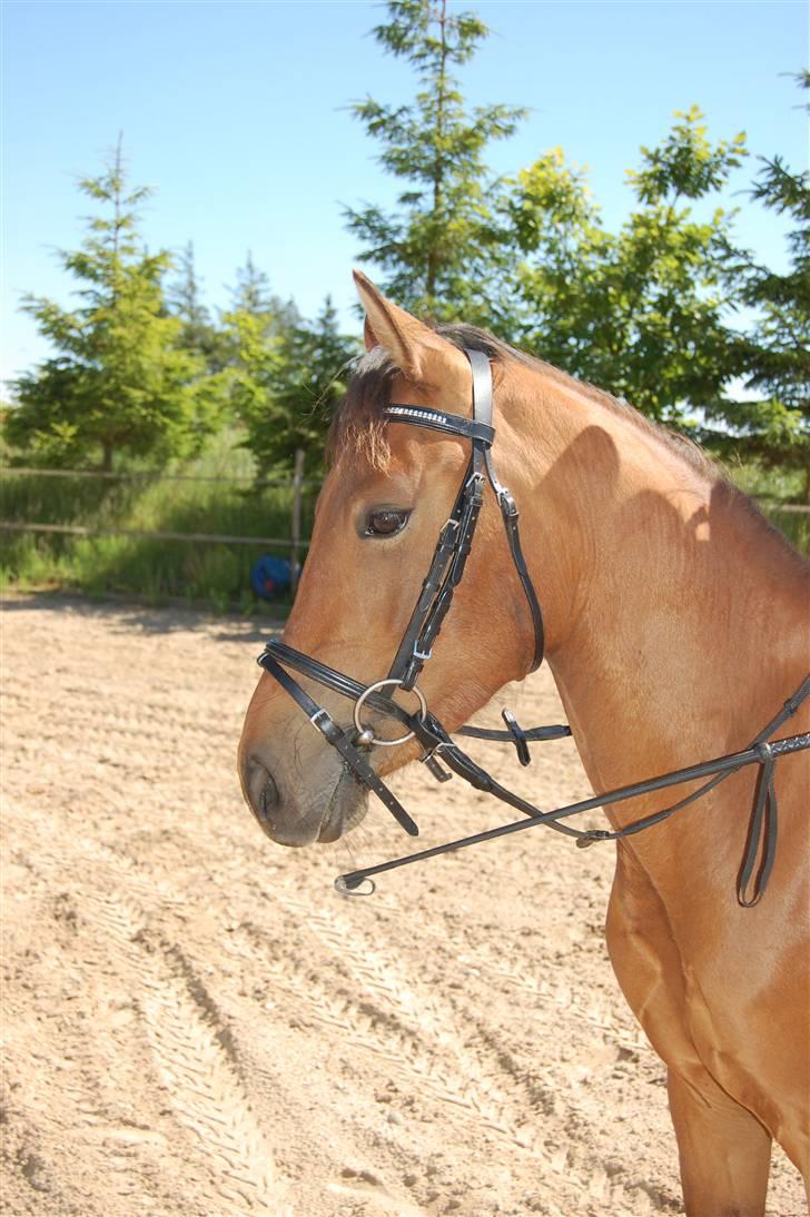 Anden særlig race Lucas - Fra sommerferien 09 billede 6