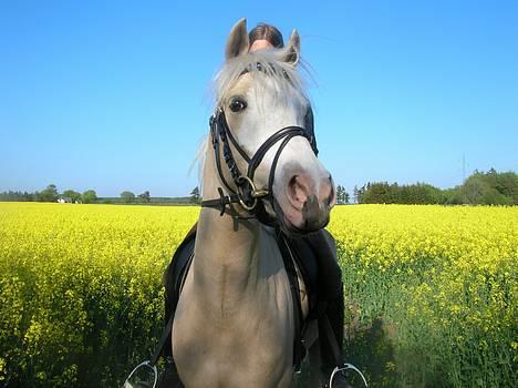 Anden særlig race Butterfly<3 billede 5