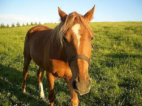 Anden særlig race CHEVAL - Hov hvad er det der for noget, mor?!. Fotograf: Mig billede 17