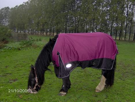 Irish Cob Barbie R.I.B billede 8