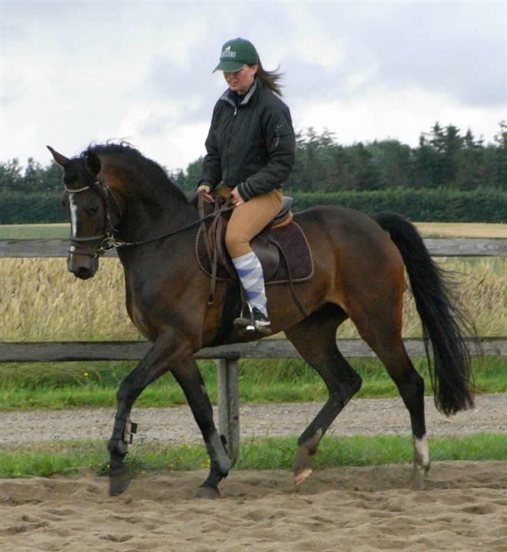 DSP Lintrupgaards Sakira - Hun ligner sin far :) billede 1