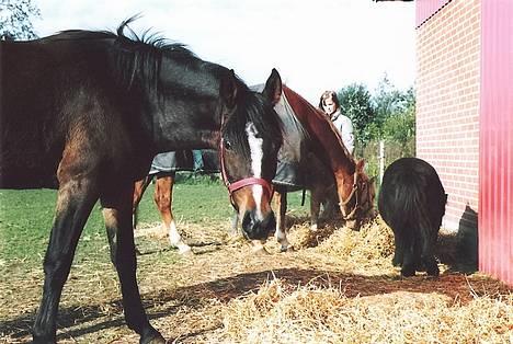 DSP Lintrupgaards Sakira billede 2