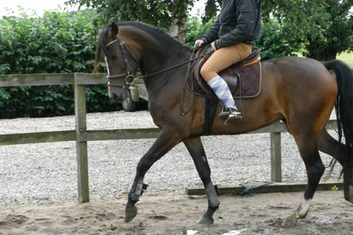 DSP Lintrupgaards Sakira billede 3