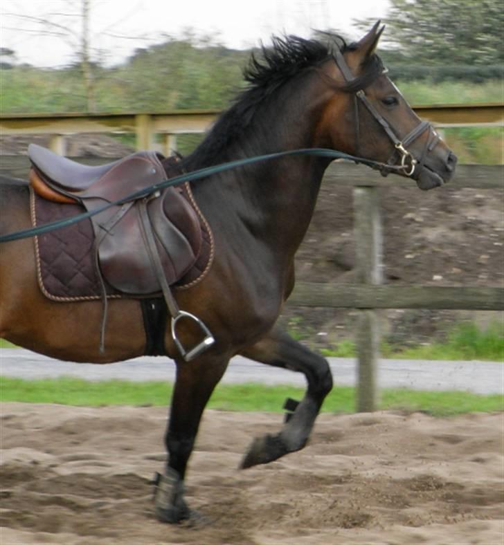 DSP Lintrupgaards Sakira - Vildhest xb billede 4