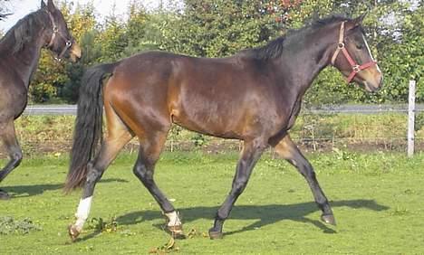 DSP Lintrupgaards Sakira - Sakira skridt billede 6