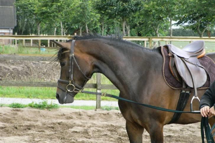 DSP Lintrupgaards Sakira - Smukke pige :) billede 7