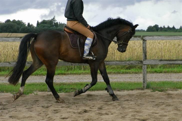 DSP Lintrupgaards Sakira - Hun er så fin. billede 8