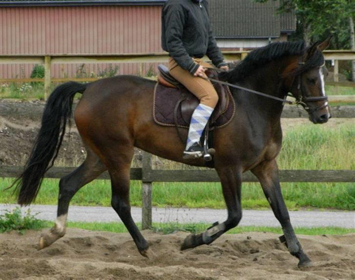 DSP Lintrupgaards Sakira billede 9