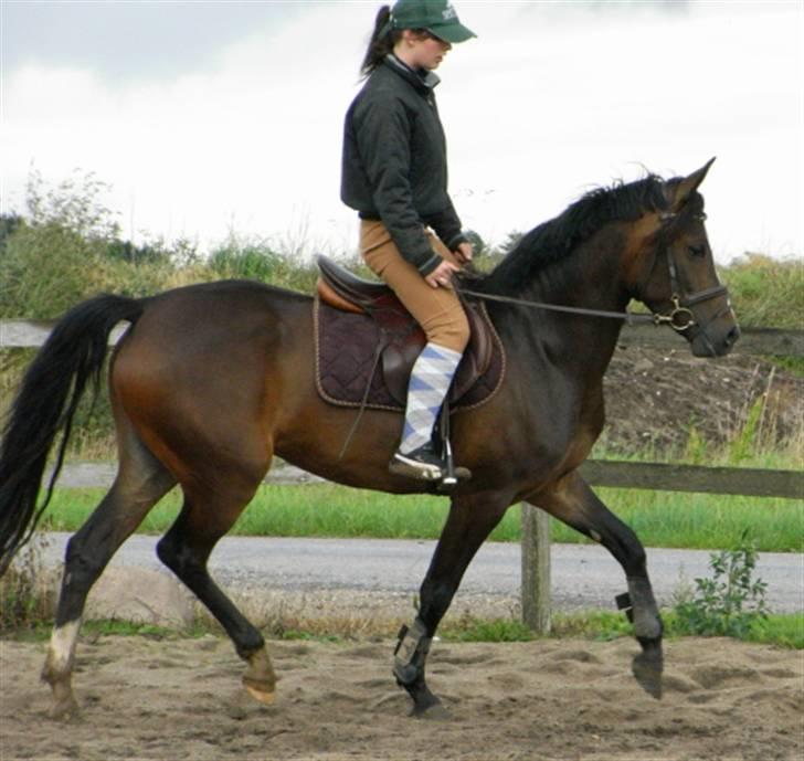 DSP Lintrupgaards Sakira billede 10