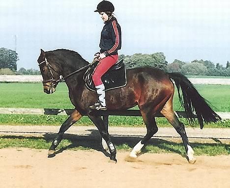 DSP Lintrupgaards Sakira - Dressur billede 11