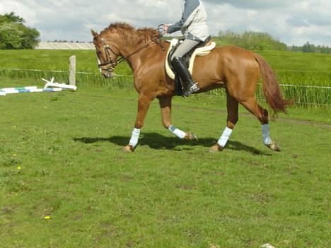 Fuldblod (XX) Dior billede 14