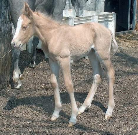 Connemara Bechs Niall  - Lille Nalle, få dage gammel billede 3